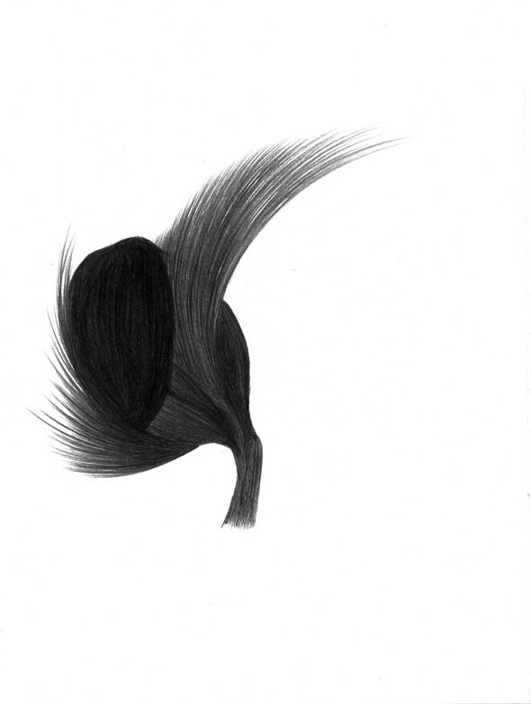 Tara_Mahapatra_Drawings